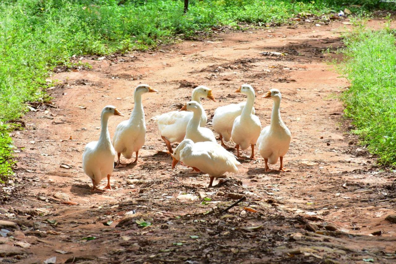 Zeenath Taj Gardens Yelagiri Bagian luar foto